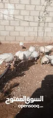  1 موجود حبش العمر شهرين5