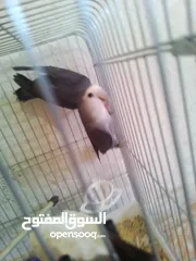  13 جواز روز وفشر اشي نخب كلها منتجه وشغاله
