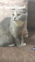 2 قطط.......