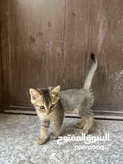  8 قطتين للتبني (منغا وفيفي) شهرين ومدربين على اللتر بوكس