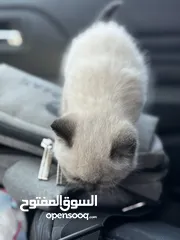  9 كتن همالايا