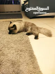  6 Male  Himalayan Cat 1year old