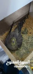  2 جوز حبشي شغال