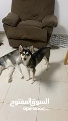  6 male siberian husky and femala alaskan kai breed