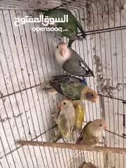  3 طور روز  ألوان بتجنن الله يبارك لصاحب النصيب. روز البينو عين حمرا. البينو بيور من انناحي