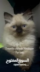  1 Himalayan Kitten, Potty Trained.