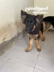  1 German Shepherd Puppies