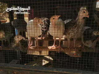  8 اقرأ الوصف صوص بلدي بلدي عالاصول وصوص حبش اصول اصول