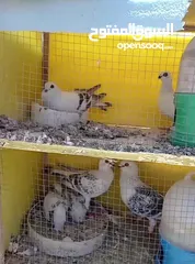  7 جواز حمام  حلوين وشغالين