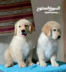  1 Golden retriever puppies are available