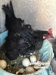  2 دجاجات عرب 2كرك