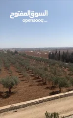  6 مزرعه جميله في مادبا جبيل