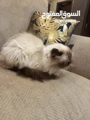  3 قط هملايا ذكر للبيع بسعر مغري