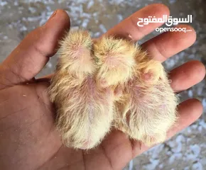  8 حمام فرنسي اصلي السلاله اكبر حجم منتج  الجوز