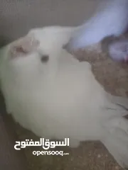  2 جوز كوكتيل الطيره وايت فيس الفحل ابيض