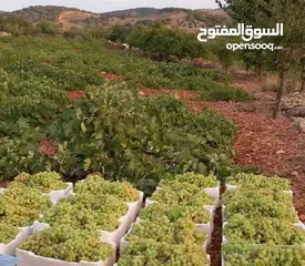  7 مزرعه مثمرهه فواكه مشكله مردود سنوي من 8 إلى 12 الف