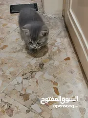  1 قطة شانشيلا صغارها عدد 3