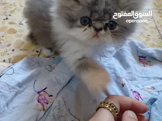  1 قطه نوع هملايه