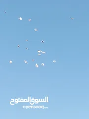  4 حمام كش وزق حمام حلوه للبيع سعر مغري سبب  محتاج مصاري عشان اعيد من الاخر يعني