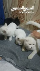  2 5 قطط شيرازي للبيع مع الام