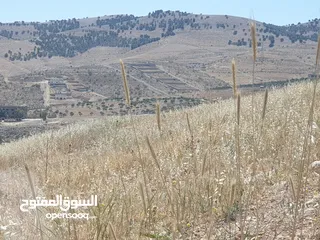  4 خمس دونمات في بيرين على شارعين بسعر مغري لفيلا او مزرعة