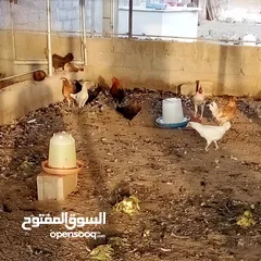  1 دجاج عماني  عمر ثمانية أشهر بي ريالين ونص يوجد فيديو ودجاج عمر أربعة شهور بي ريال ونص
