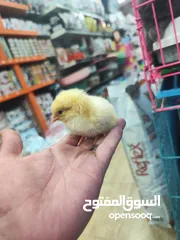  2 صوص ملون من إنتاج مزارع:  من قلب الطبيعة...