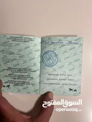  10 للبيع كلب جيرمن شيبرد مستورد من أوكرانيا