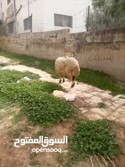  4 نعجه سن جمع درار على الميلاد