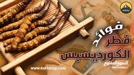  2 فطر الكورديسبس العضوي (فيجرا جبال الهمالايا)  لتعزيز وتنشيط صحة القلب والاوعية الدموية.