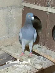  3 متاح في السلط