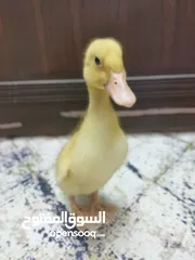  7 فرخ بطة  بطوط للبيع