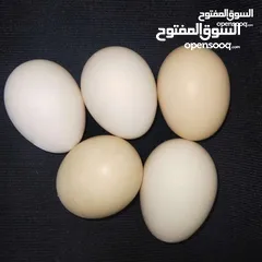  3 بيض دجاج عرب