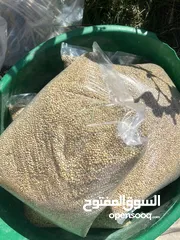  2 بذر لوبيا عماني