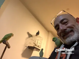  3 باذن الله جوز ببغاء دره هندي أليفات ومتكلمات