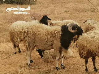  2 الله يبارك خروف