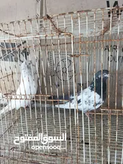  1 Pakistani pigeon good fly