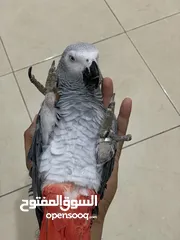  2 African gray tamed and talking