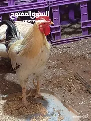  10 ديك كبير جدا بالصوره عمر سنتين للبيع يوجد ديك  بعمر الثمانيه اشهر العدد 2 في سعر 8