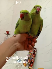  1 ببغاء دره للبيع بسعر حرق شوف التفاصيل