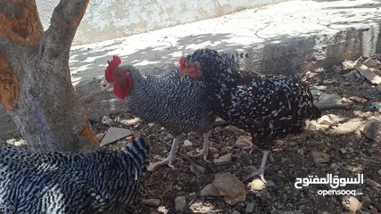  2 بيض جاج زينه