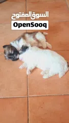  3 1 month old female puppies for sale