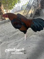  2 للبيع دياكه باكستانيه مستوى طيب