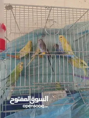 2 طيور حب مع فراخ شغالين للبيع