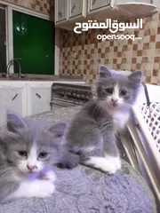  4 قطط شانشيلا كتن