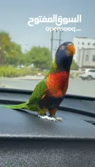  6 Parrot Lory rainbow