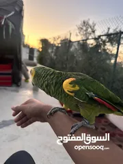 3 للبيع بلو فرنتد جاكو متكلم