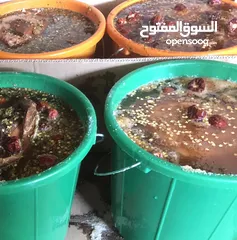  1 ‏مالح جيذر  بيده عمانية