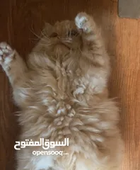  4 قط شانشلا ذكر للتزاوج