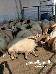  9 ذبيح للبيع طيبه سمان عزيمه ثلاجه خرفان طيبة هرفي جذع وتساب اتصال لتوصيل جميع مناطق قطر سوري بلدي
